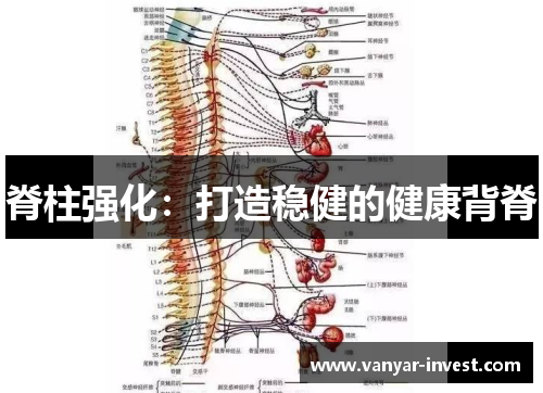 脊柱强化：打造稳健的健康背脊