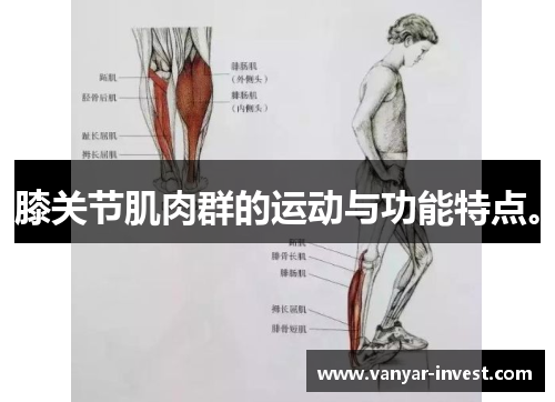 膝关节肌肉群的运动与功能特点。